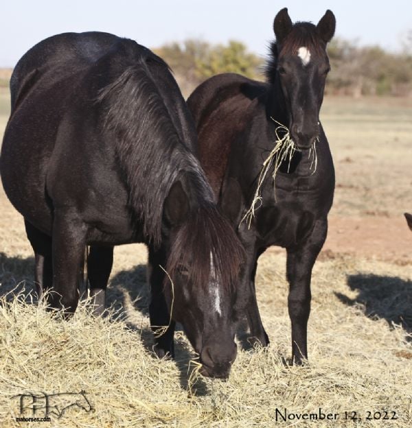 Blues Taffy's 2022 Black Filly